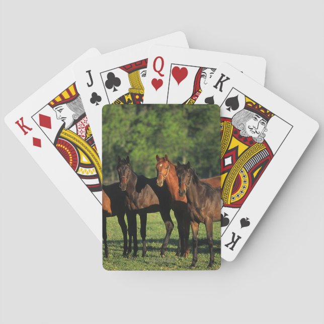 Thoroughbred Yearlings Poker Cards (Back)