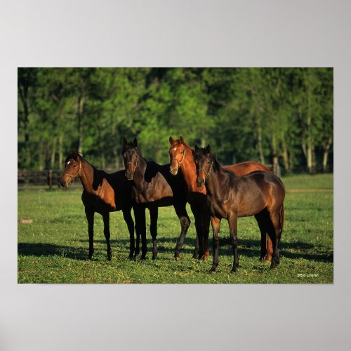 Thoroughbred Yearlings Poster