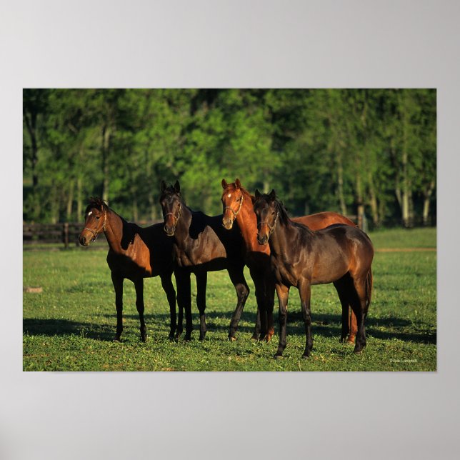 Thoroughbred Yearlings Poster (Front)