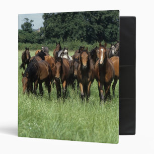 Thoroughbred Youngsters Binder