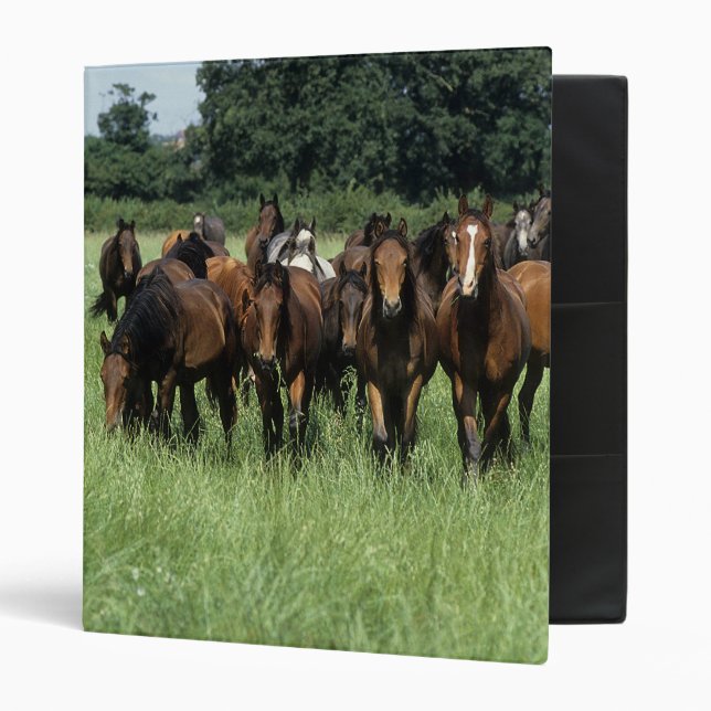 Thoroughbred Youngsters Binder (Front/Inside)