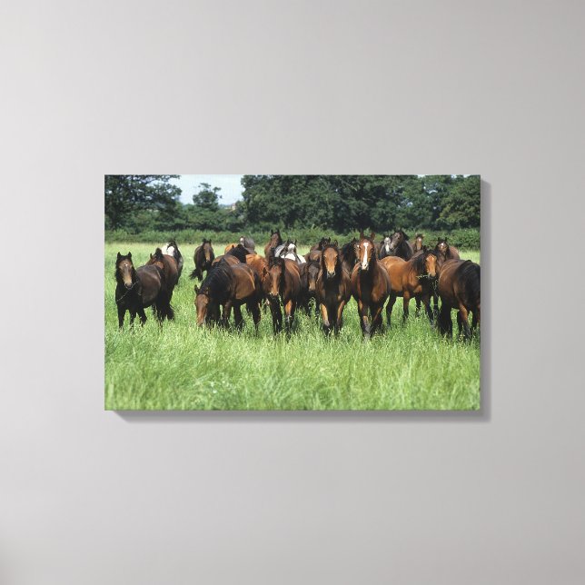 Thoroughbred Youngsters Canvas Print (Front)