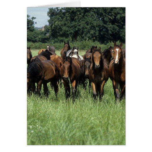 Thoroughbred Youngsters Cards (Front)