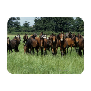Thoroughbred Youngsters Magnet