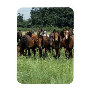 Thoroughbred Youngsters Magnet
