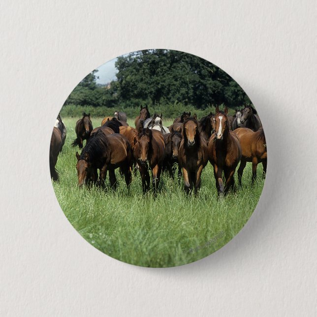 Thoroughbred Youngsters Pinback Button (Front)