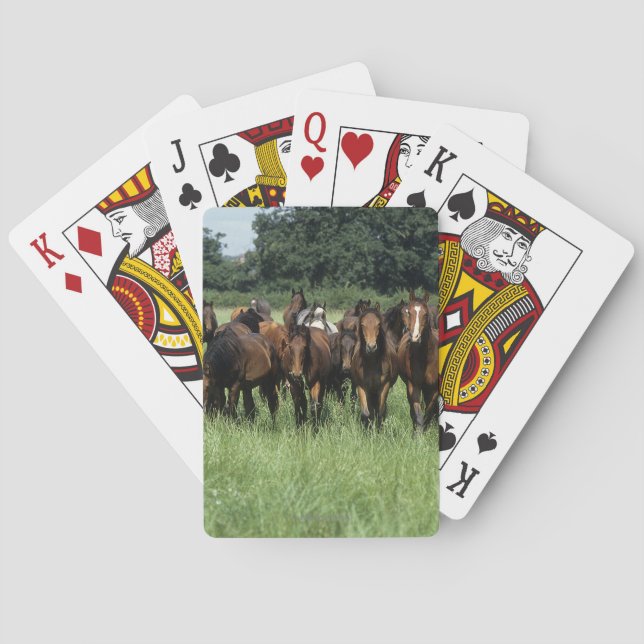 Thoroughbred Youngsters Poker Cards (Back)