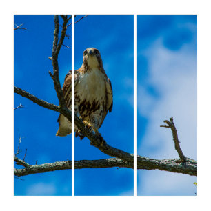 Those Eyes AcryliPrint®HD Triptych Wall Art