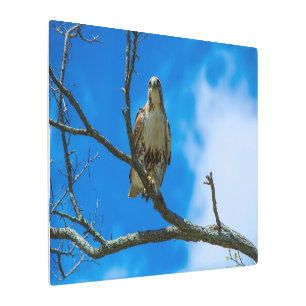 Those Eyes Metal Wall Art 36 x 24