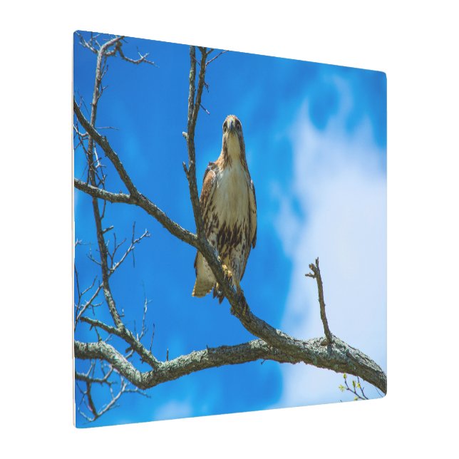 Those Eyes Metal Wall Art 36 x 24 (Angled)