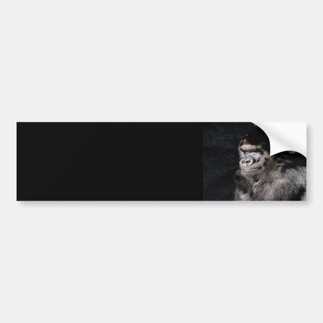 Thoughtful  Gorilla Bumper Sticker (Front)