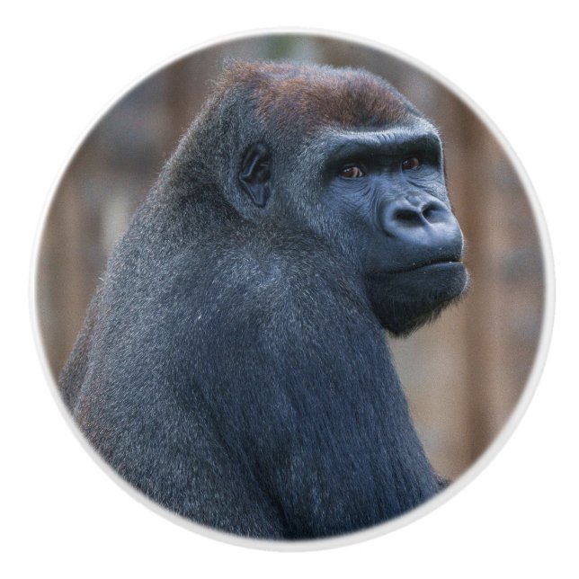 Thoughtful Gorilla Glancing Behind Ceramic Knob (Front)
