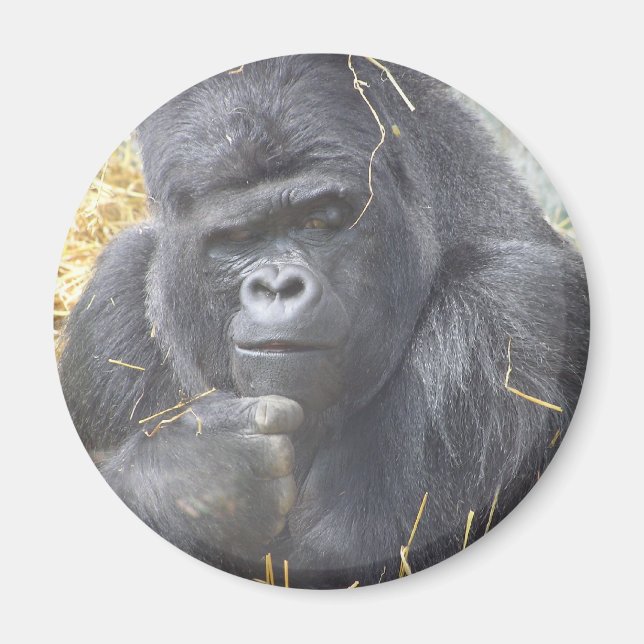Thoughtful Gorilla Magnet (Front)