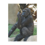 Thoughtful Gorilla Postcard