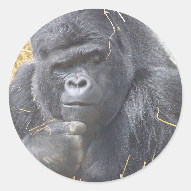 Thoughtful Gorilla Sticker (Front)