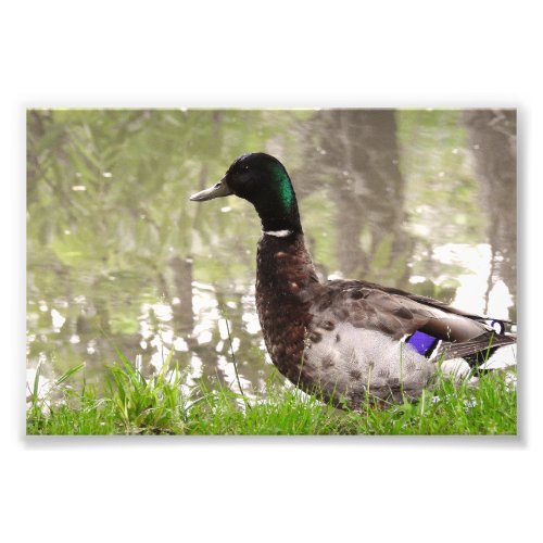 Thoughtful Mallard Duck Photo Print