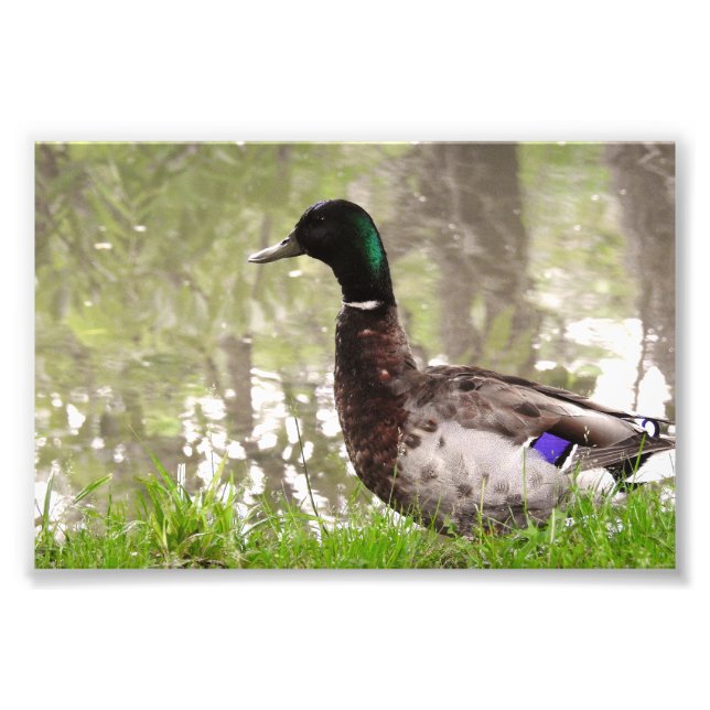 Thoughtful Mallard Duck Photo Print (Front)