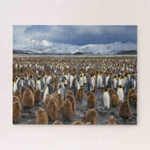 Thousands of King Penguins on South Georgia Island Jigsaw Puzzle