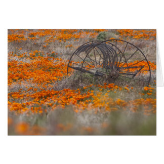Thrasher in Field of Poppies Cards