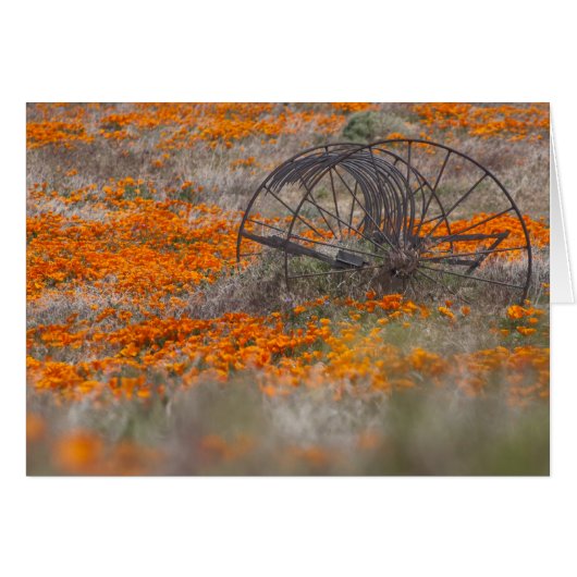Thrasher in Field of Poppies Cards (Front Horizontal)