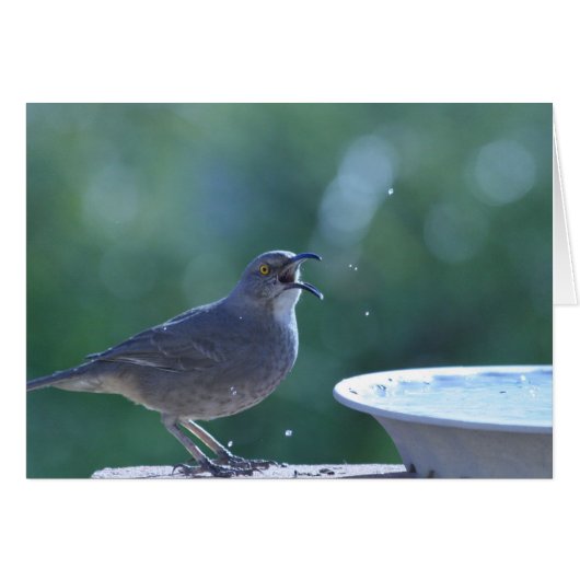 Thrasher Splasher Card (Front Horizontal)