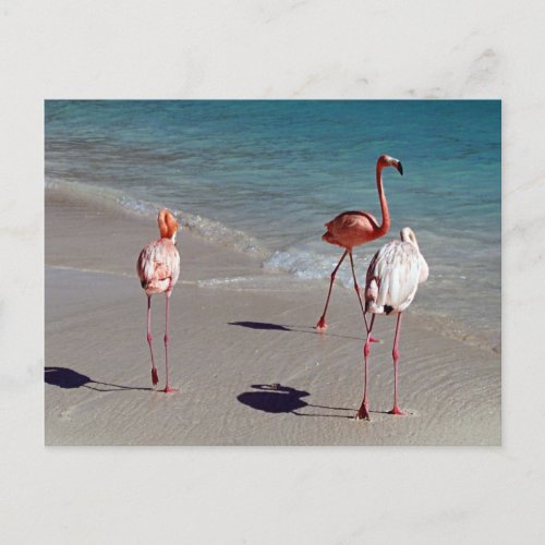 Three 3 flamingos from Aruba Postcard