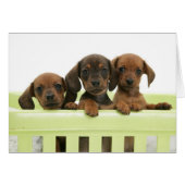 Three Adorable Dachsund Puppies (Front Horizontal)