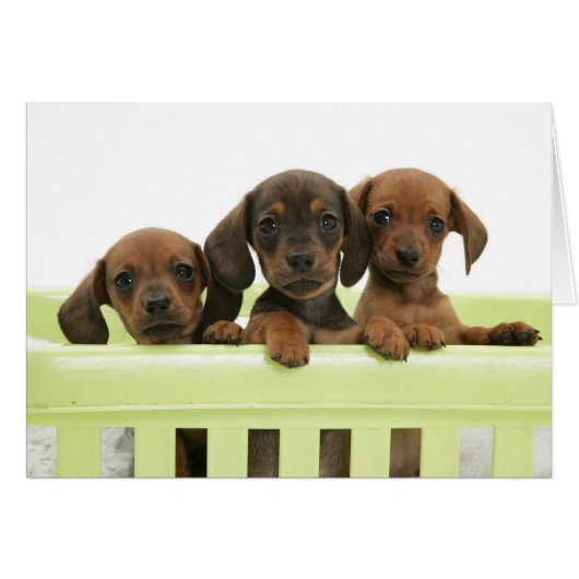 Three Adorable Dachsund Puppies Cards (Front Horizontal)