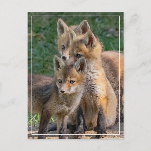 Three Alert Fox Kits Postcard