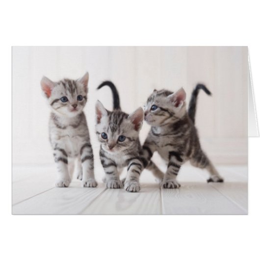 Three American Shorthair Playing Cards (Front Horizontal)