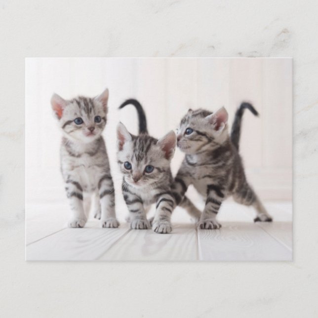 Three American Shorthair Playing Postcard (Front)