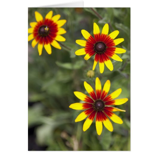 Three amigos (Front)