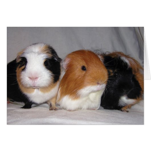 Three Amigos (Front Horizontal)