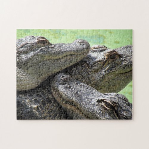 Three Amigos Alligator Puzzle