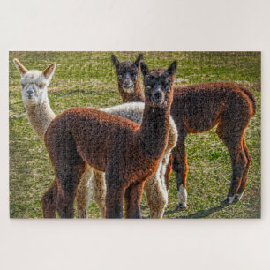 Three Amigos Alpacas Jigsaw Puzzle