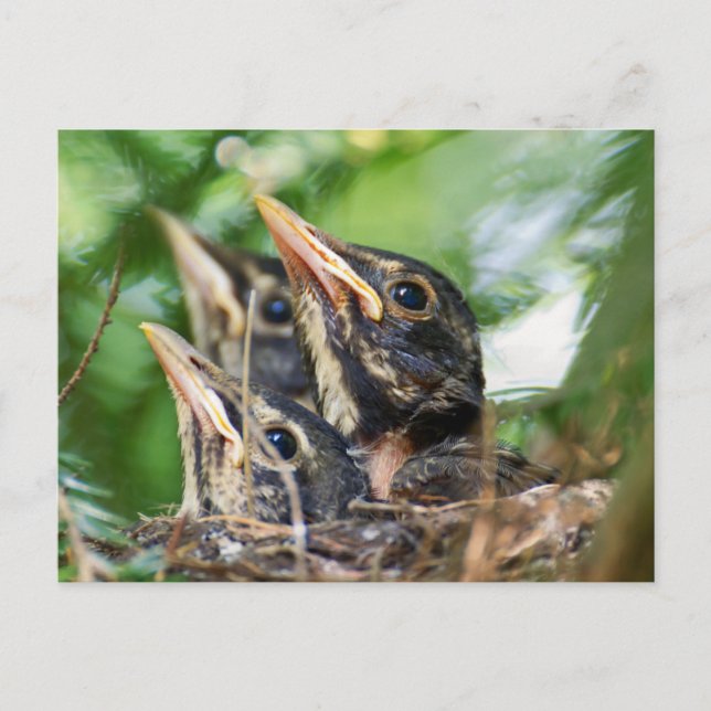 Three Amigo's (baby robins in a nest) Postcard (Front)