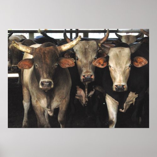 Three Amigos _ Bull Cows Staring wild west art Poster