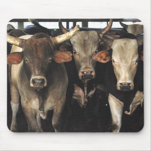 Three Amigos Bulls cow rodeo western Mousepad