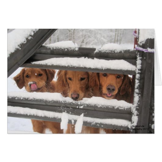 Three Amigo's Cards (Front Horizontal)