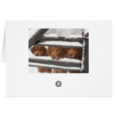 Three Amigo's Cards (Back Horizontal)