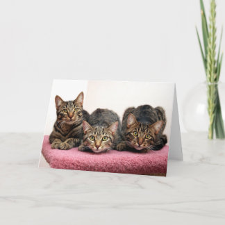 Three Amigo's Cards