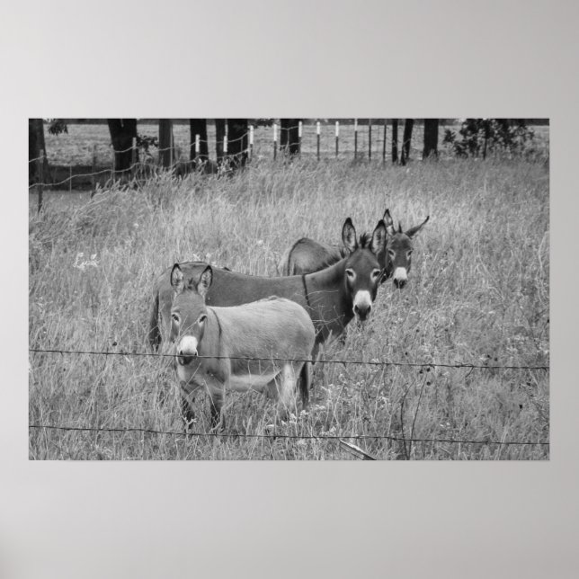 Three Amigos Poster (Front)