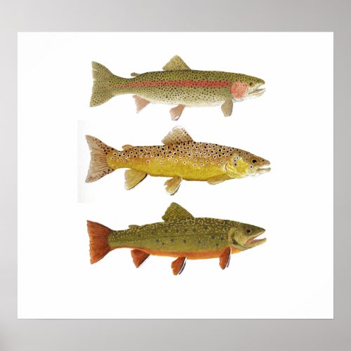 Three Amigos_ Rainbow Brown  Brook Trout 2019 Poster