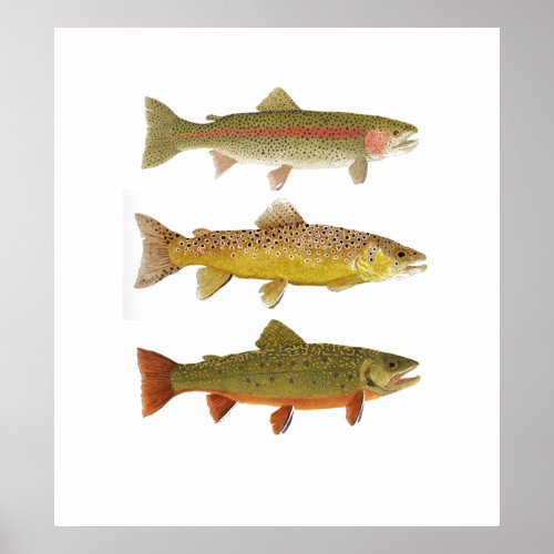 Three Amigos_ Rainbow Brown  Brook Trout Poster