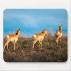 Three antelope walking away at sunset