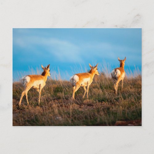 Three antelope walking away at sunset postcard