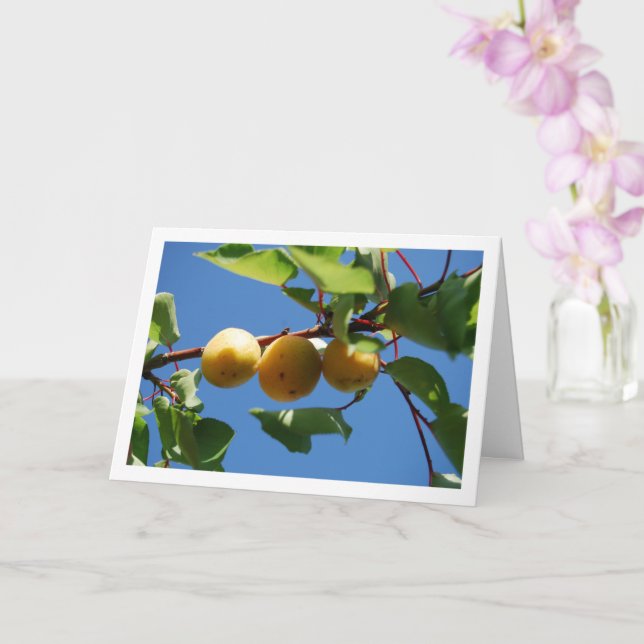 Three Apricot Fruits on Tree Card (Orchid)