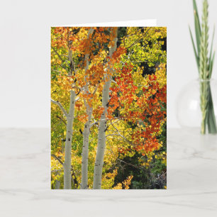 Three Aspens in Autumn, Blank Greeting Card