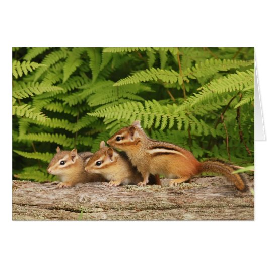 three baby chipmunks cards (Front Horizontal)