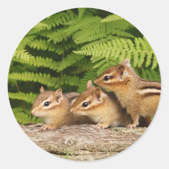 Three Baby Chipmunks Classic Round Sticker by Meg_Stewart at Zazzle